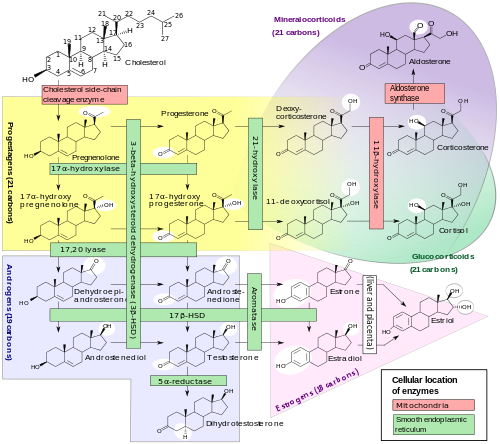 17Beta Hydroxysteroid dehydrogenase